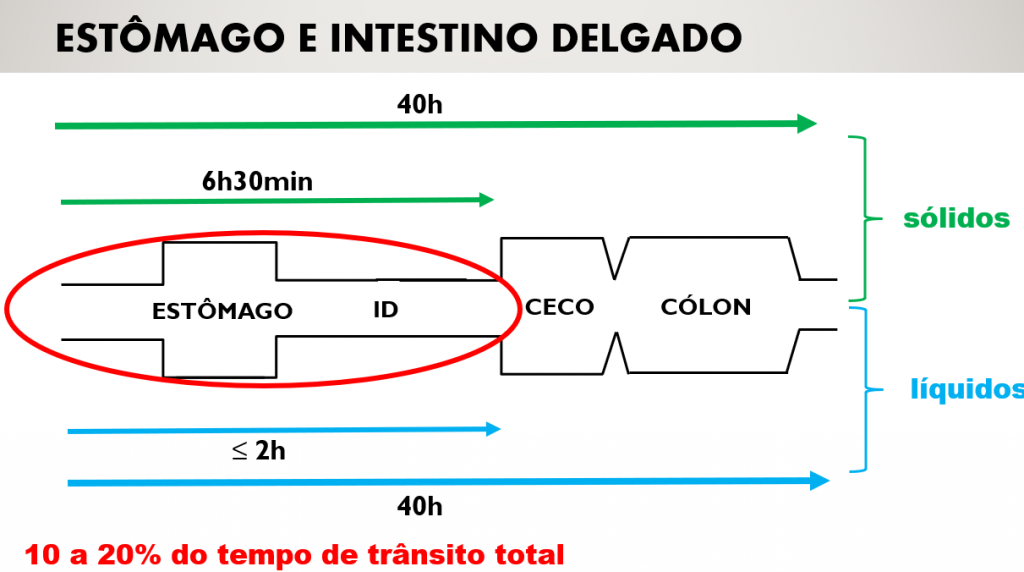 Tempo de trânsito do alimento no sistema digestório do cavalo