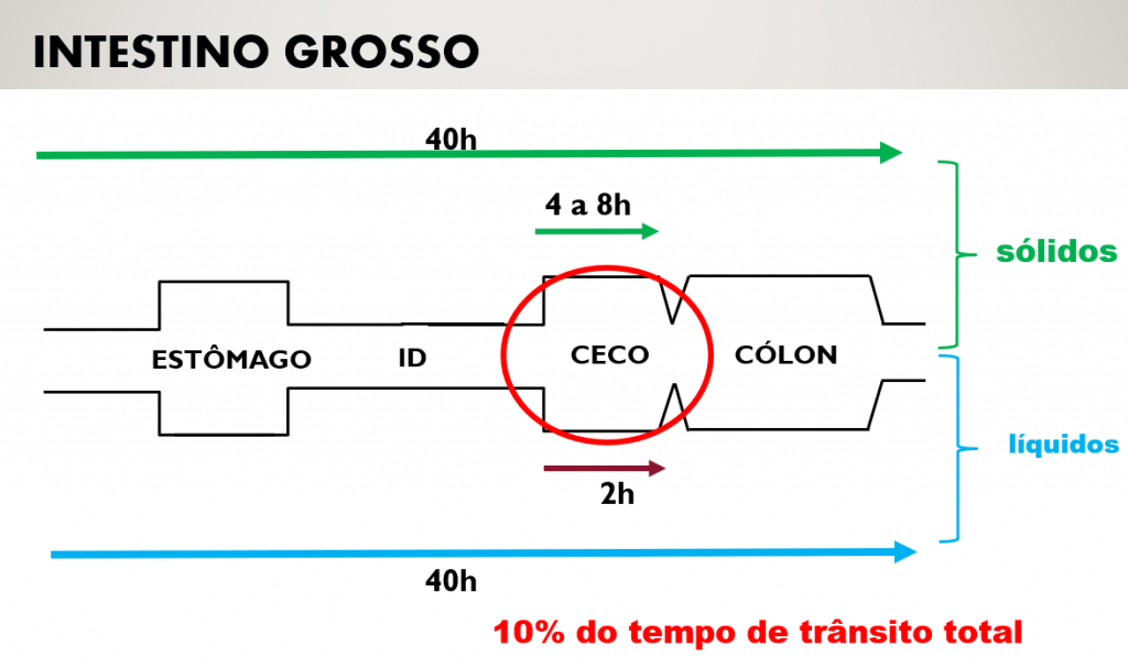 Tempo de digestão da fibra no ceco