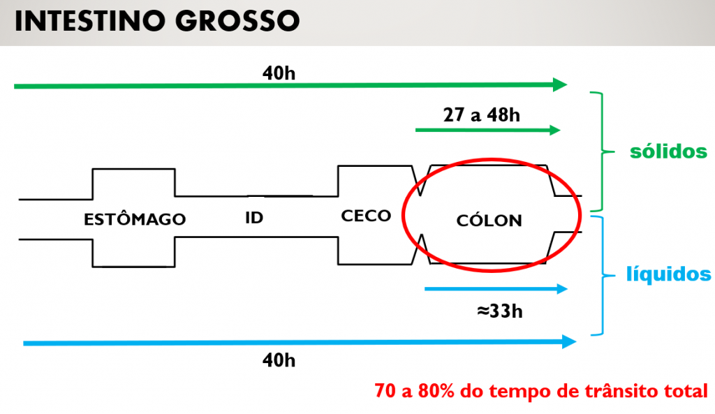 Tempo de digestão do alimento no cólon